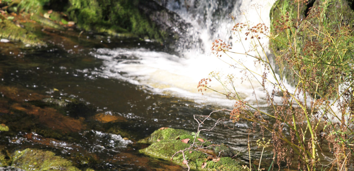 Fly Fishing Holiday Rhayader Elan Valley Wales | Mid Wales Holiday Lets