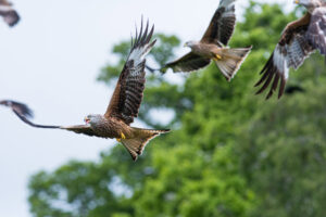 Red Kites in Rhayader, a stones through form Mid Wales Holiday Lets Apartments